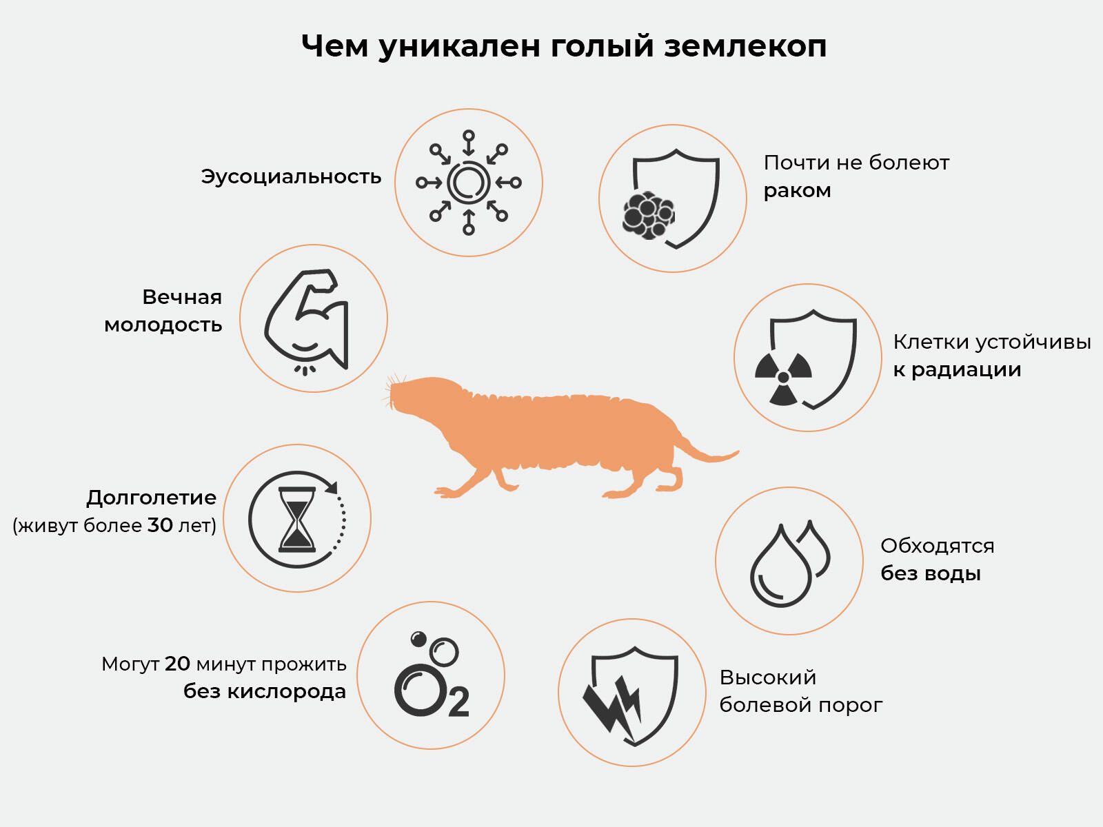 Чем уникален голый землекоп Чем уникален голый землекоп - РИА Новости, 1920, 28.01.2022