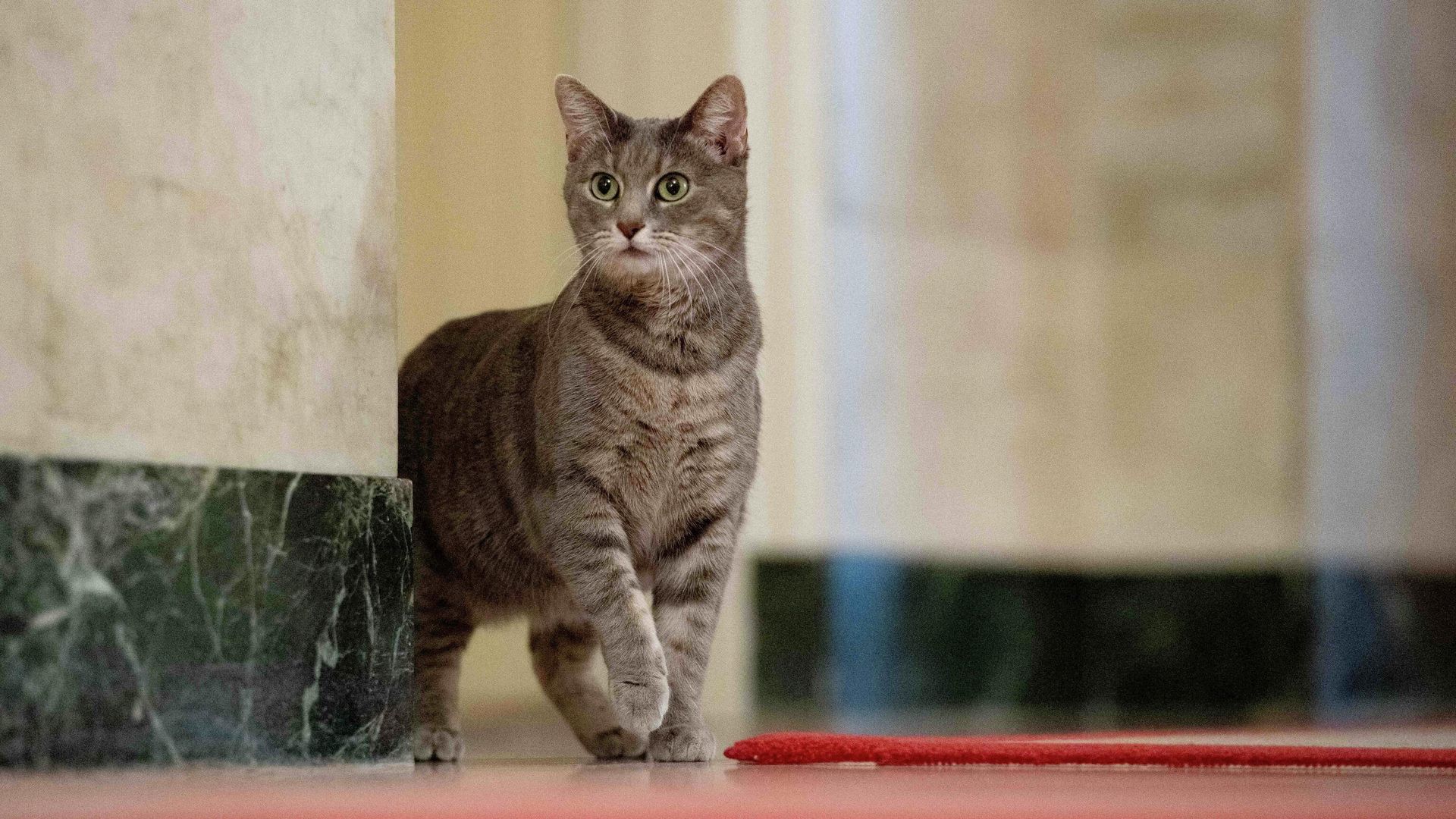 Уиллоу - кошка президента США Джо Байдена и первой леди Джилл Уиллоу - кошка президента США Джо Байдена и первой леди Джилл - РИА Новости, 1920, 28.01.2022