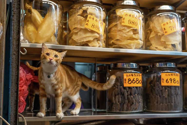Магазинный кот в магазине сушеных морепродуктов в районе Шеунг Ван в Гонконге Магазинный кот в магазине сушеных морепродуктов в районе Шеунг Ван в Гонконге