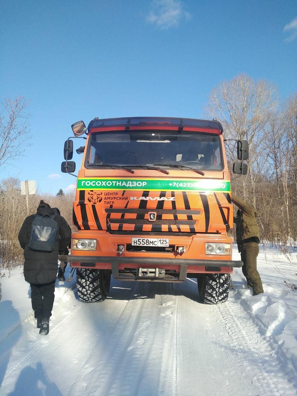 Единовременный учет амурского тигра в Приморском крае Единовременный учет амурского тигра в Приморском крае - РИА Новости, 1920, 05.02.2022