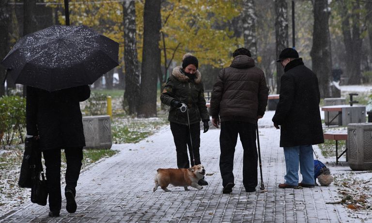 Люди выгуливают собак в одном из парков в Москве. 2016 год Люди выгуливают собак в одном из парков в Москве. 2016 год
