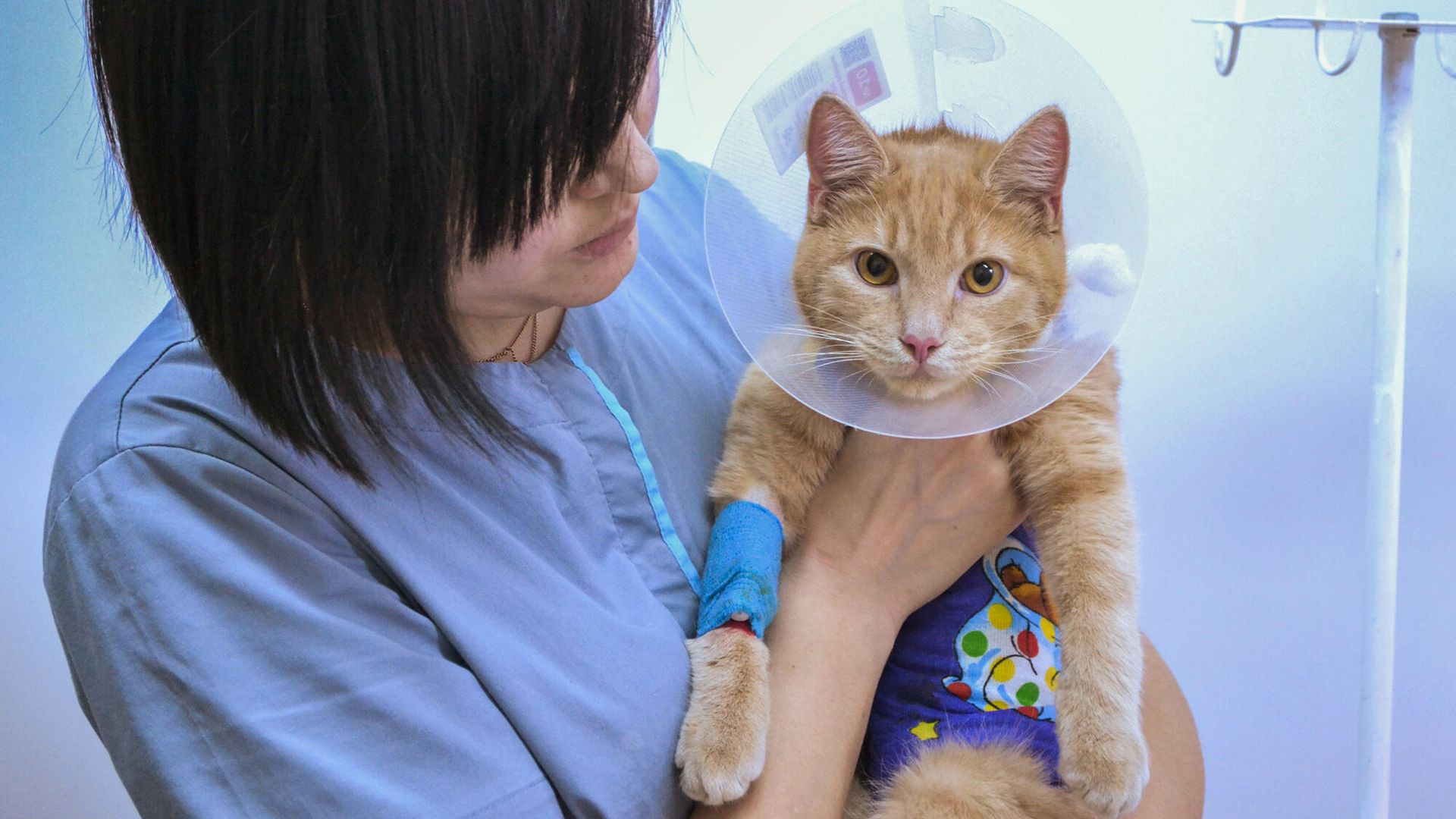 Животное после кастрации в рамках акции SpayDay Животное после кастрации в рамках акции SpayDay - РИА Новости, 1920, 18.02.2022