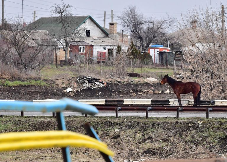 Лошадь в селе Сартана в Донецкой народной республике Лошадь в селе Сартана в Донецкой народной республике