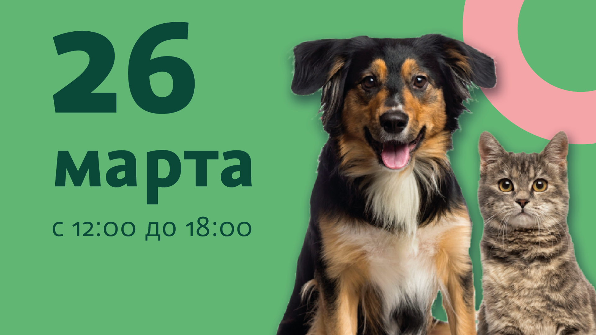 Выставка бездомных животных Юна-Фест Выставка бездомных животных Юна-Фест - РИА Новости, 1920, 18.03.2022