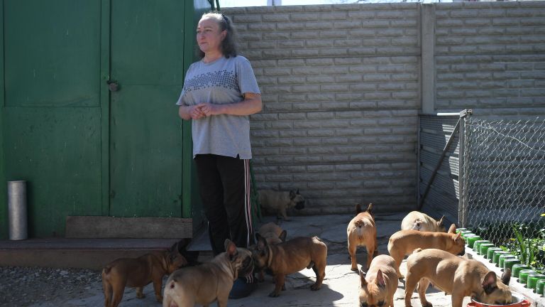 Заводчица питомника французских бульдогов Viva Vita Виктория Бобырь, которой доставили в рамках гуманитарной помощи корм для животных, в Луганске Заводчица питомника французских бульдогов Viva Vita Виктория Бобырь, которой доставили в рамках гуманитарной помощи корм для животных, в Луганске