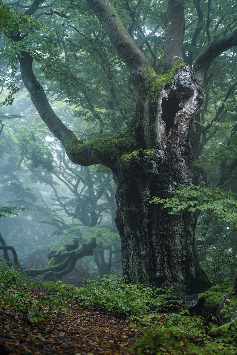 Работа фотографа Stefan Imig Common beech in fog, победившая в специальной категории Бук - Дерево года 2022 фотоконкурса GDT Nature Photographer of the Year 2022