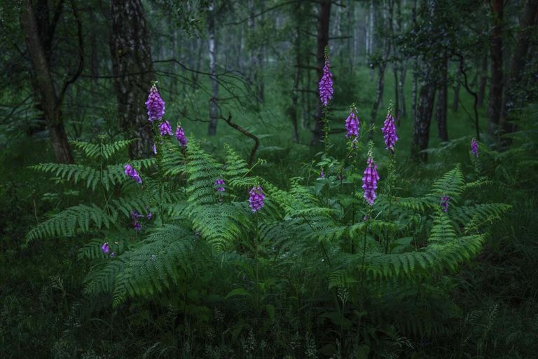 Работа фотографа Felix Wesch Foxglove and fern, победившая в категории Растения и грибы фотоконкурса GDT Nature Photographer of the Year 2022