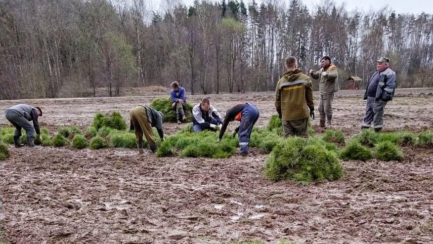 Более 600 площадок организовано для акции Лес Победы в Подмосковье Более 600 площадок организовано для акции Лес Победы в Подмосковье - РИА Новости, 1920, 29.04.2022