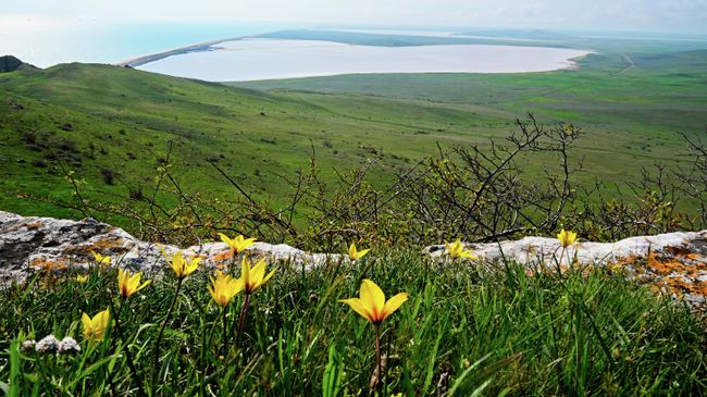 Цветение тюльпана Биберштейна на горе Опук в Крыму Цветение тюльпана Биберштейна на горе Опук в Крыму