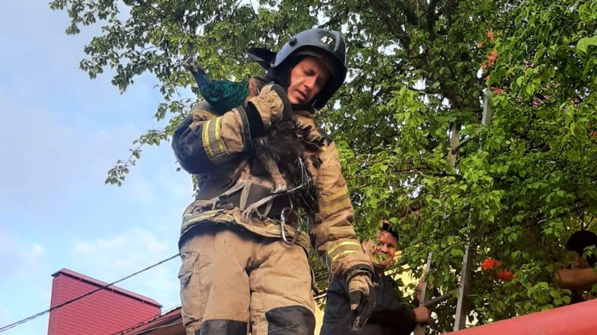 Сотрудники пожарно-спасательной части Первоуральска спасли павлина, который застрял в ветках дерева на территории детского сада Сотрудники пожарно-спасательной части Первоуральска спасли павлина, который застрял в ветках дерева на территории детского сада - РИА Новости, 1920, 02.06.2022