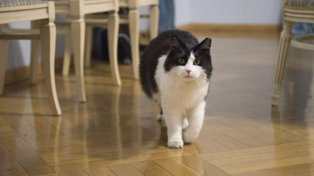 Кот Яков Моисеевич Фишман, который работает в Театре эстрады имени Аркадия Райкина Кот Яков Моисеевич Фишман, который работает в Театре эстрады имени Аркадия Райкина - РИА Новости, 1920, 08.06.2022