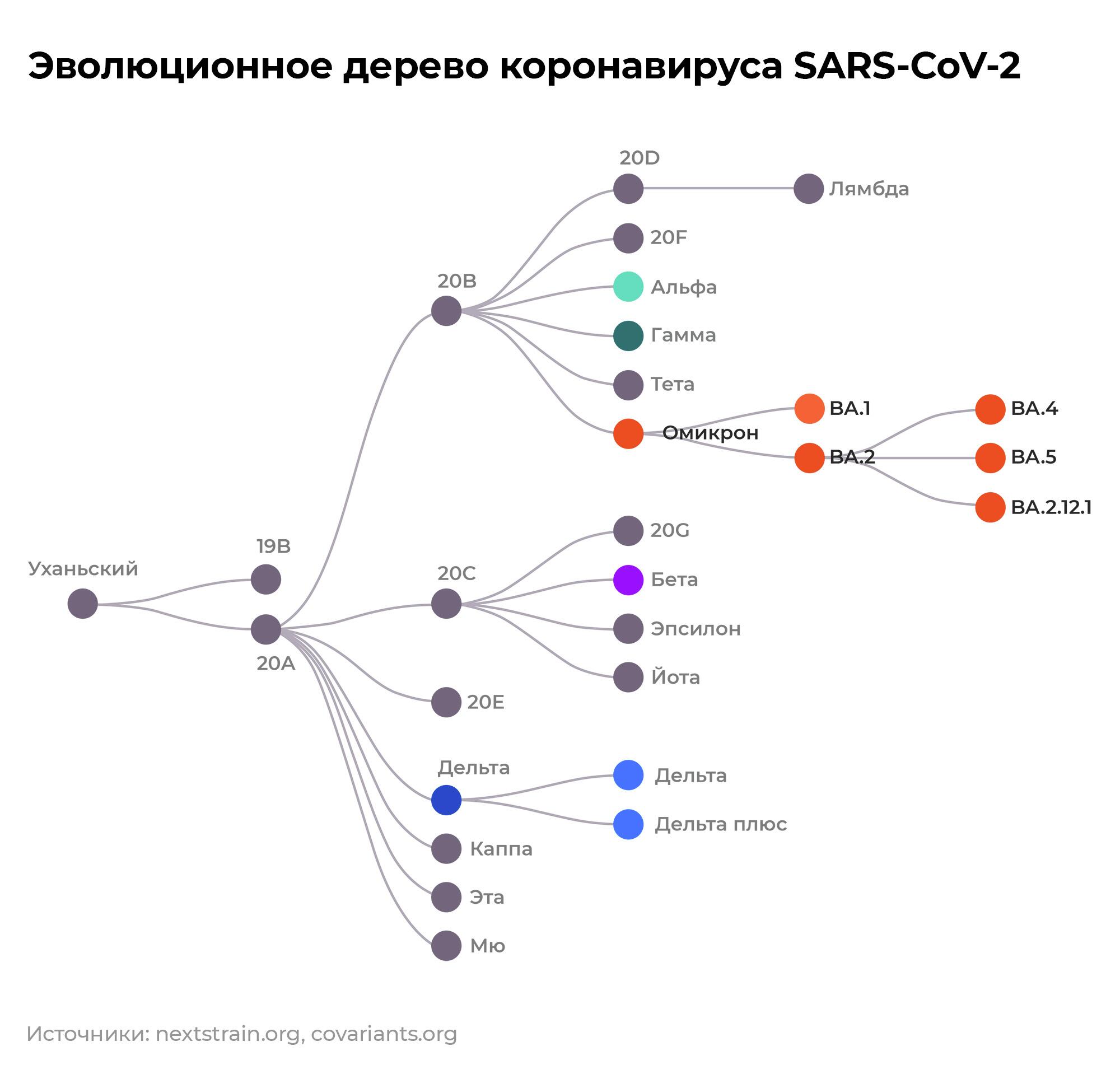 Положение новых вариантов ВА.4, ВА.5 и ВА.2.12.1 на эволюционном дереве коронавируса SARS-CoV-2
