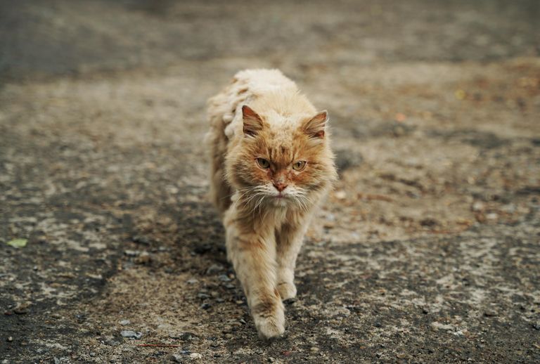 Уличный кот на одной из улиц Северодонецка Уличный кот на одной из улиц Северодонецка