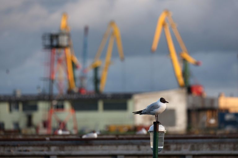 Чайка в Калининградском морском торговом порту Чайка в Калининградском морском торговом порту