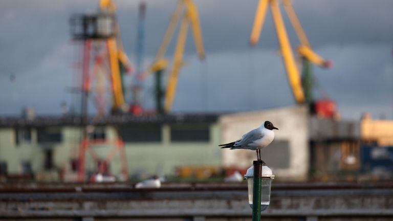 Чайка в Калининградском морском торговом порту Чайка в Калининградском морском торговом порту