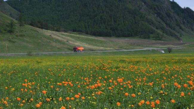 Цветущая купальница в Онгудайском районе Республики Алтай Цветущая купальница в Онгудайском районе Республики Алтай
