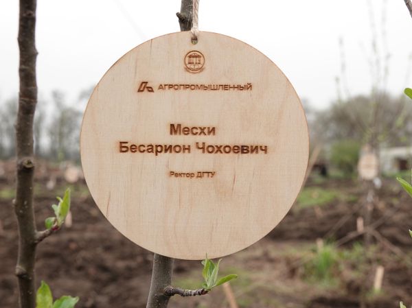 Саженцы фруктовых деревьев на полигоне ДГТУ