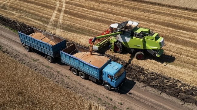 Комбайн выгружает собранную пшеницу в Краснодарском крае