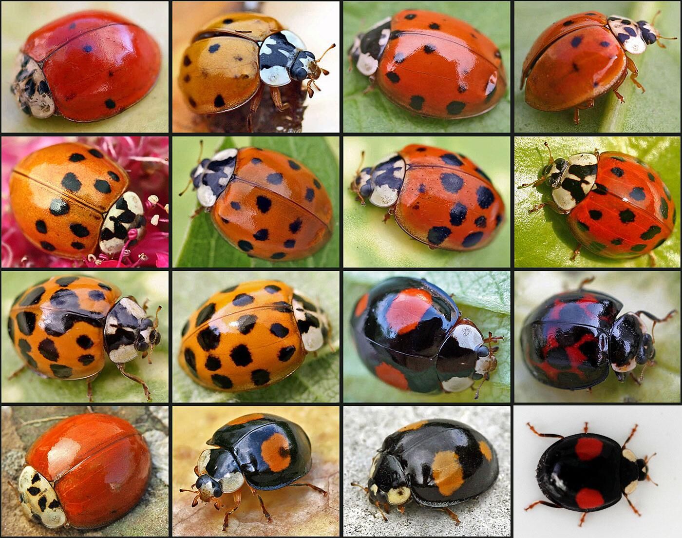 Виды Harmonia axyridis Виды Harmonia axyridis - РИА Новости, 1920, 08.07.2022