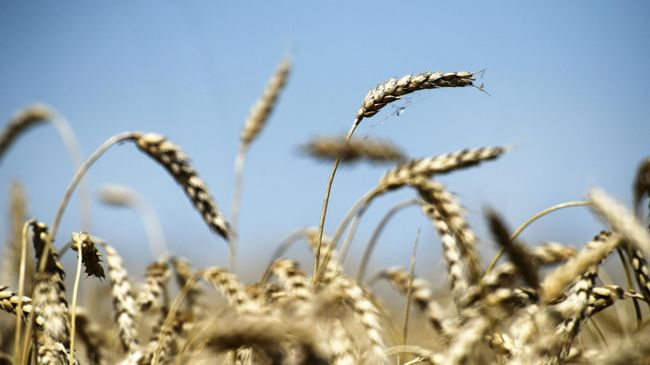 Урожай пшеницы Урожай пшеницы