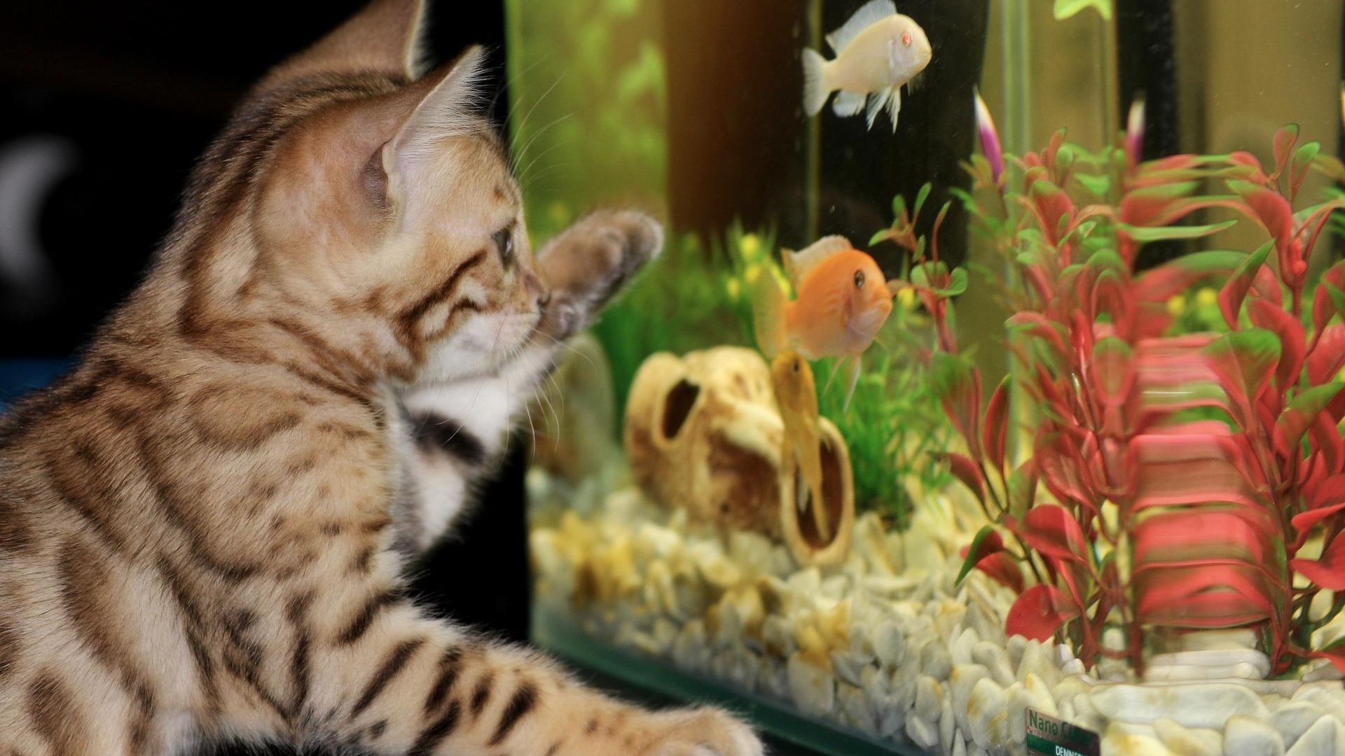 Котенок играет с рыбками в аквариуме Котенок играет с рыбками в аквариуме - РИА Новости, 1920, 31.12.2024