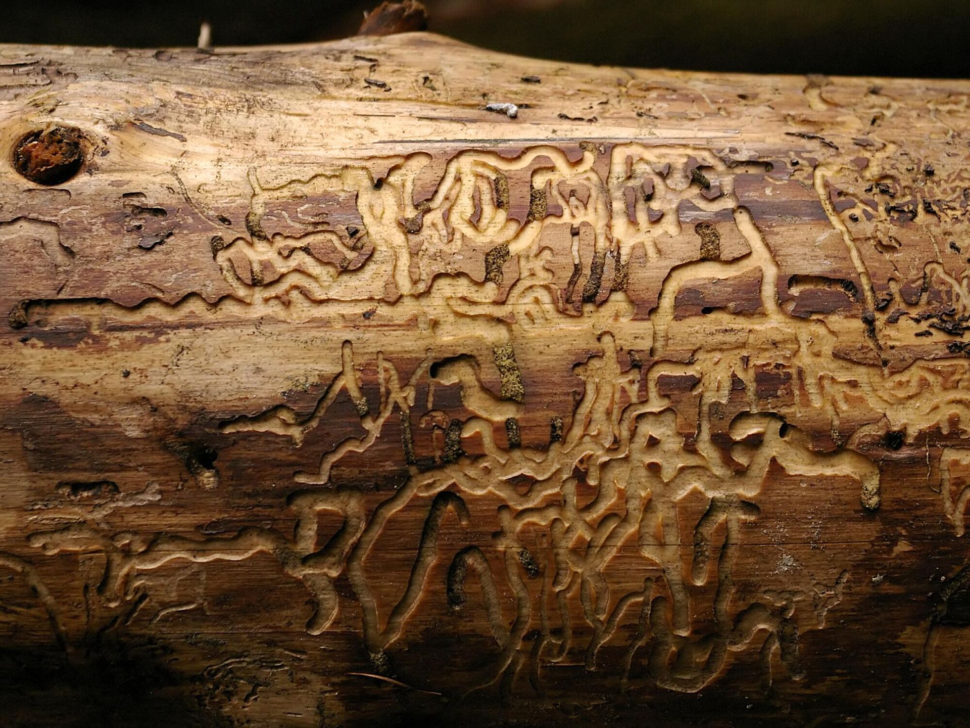 Ходы одного из видов короедов Ходы одного из видов короедов - РИА Новости, 1920, 31.07.2022