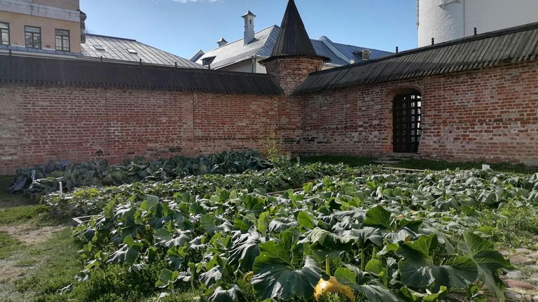 Грядки в Аптекарском огороде