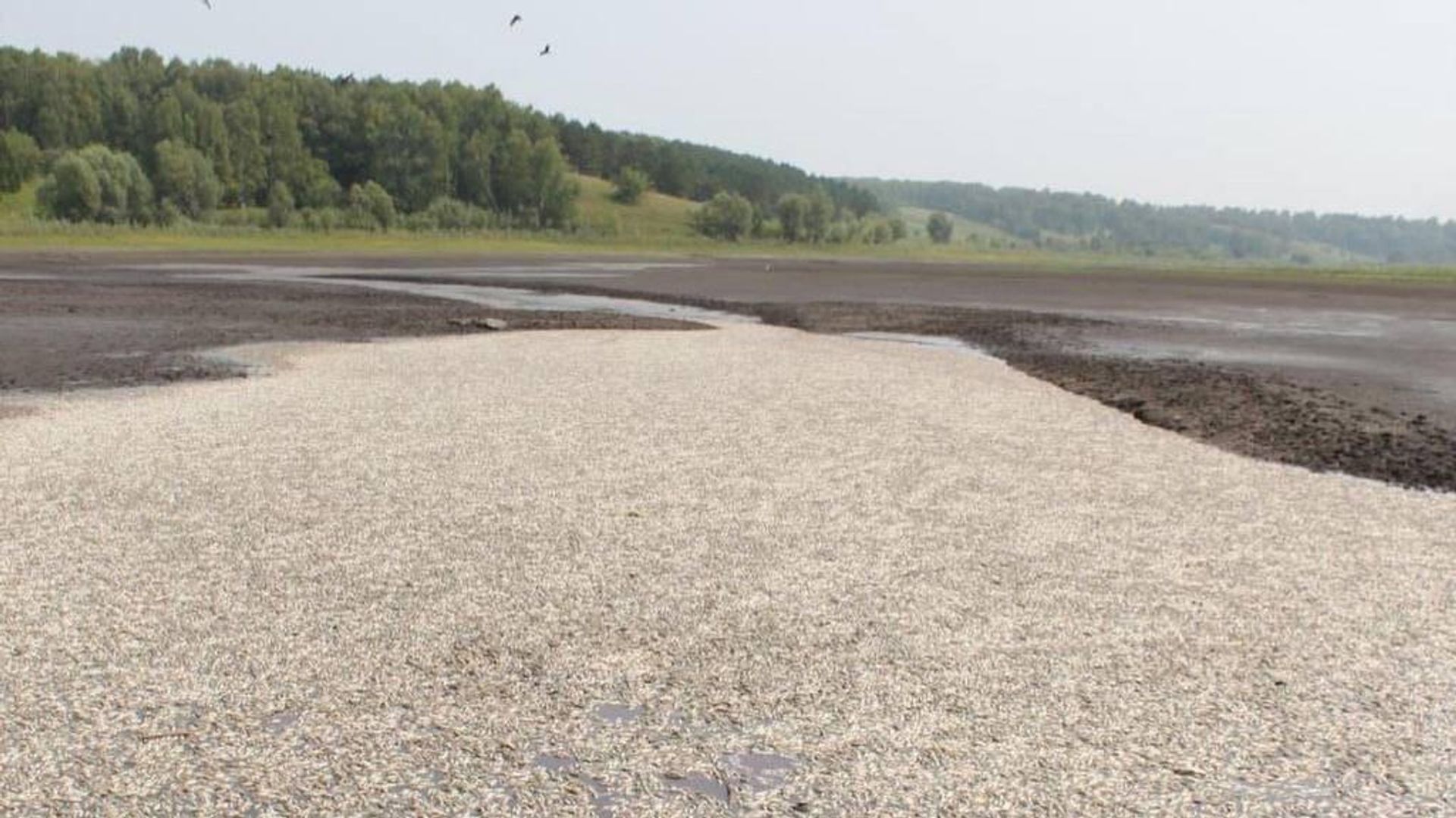 Рыба, погибшая из-за спуска воды в озере Клубничном в Алтайском крае Рыба, погибшая из-за спуска воды в озере Клубничном в Алтайском крае - РИА Новости, 1920, 12.08.2022
