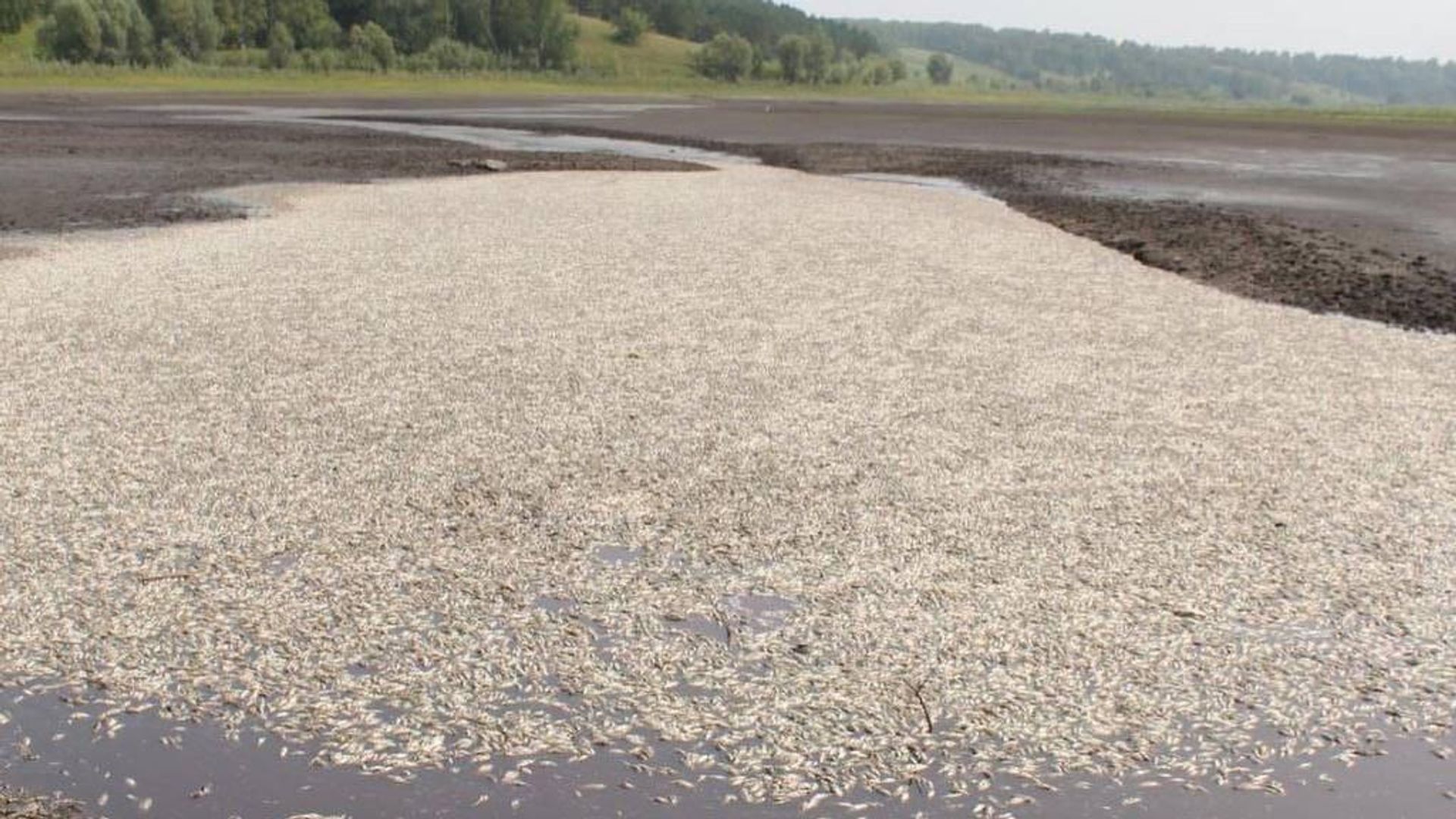 Рыба, погибшая из-за спуска воды в озере Клубничном в Алтайском крае Рыба, погибшая из-за спуска воды в озере Клубничном в Алтайском крае - РИА Новости, 1920, 09.08.2022
