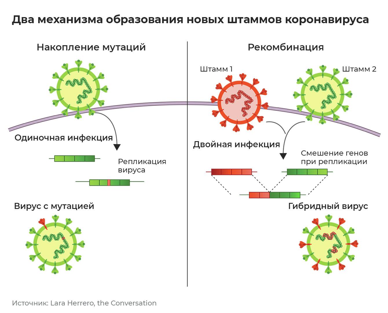 Образование новых штаммов Образование новых штаммов