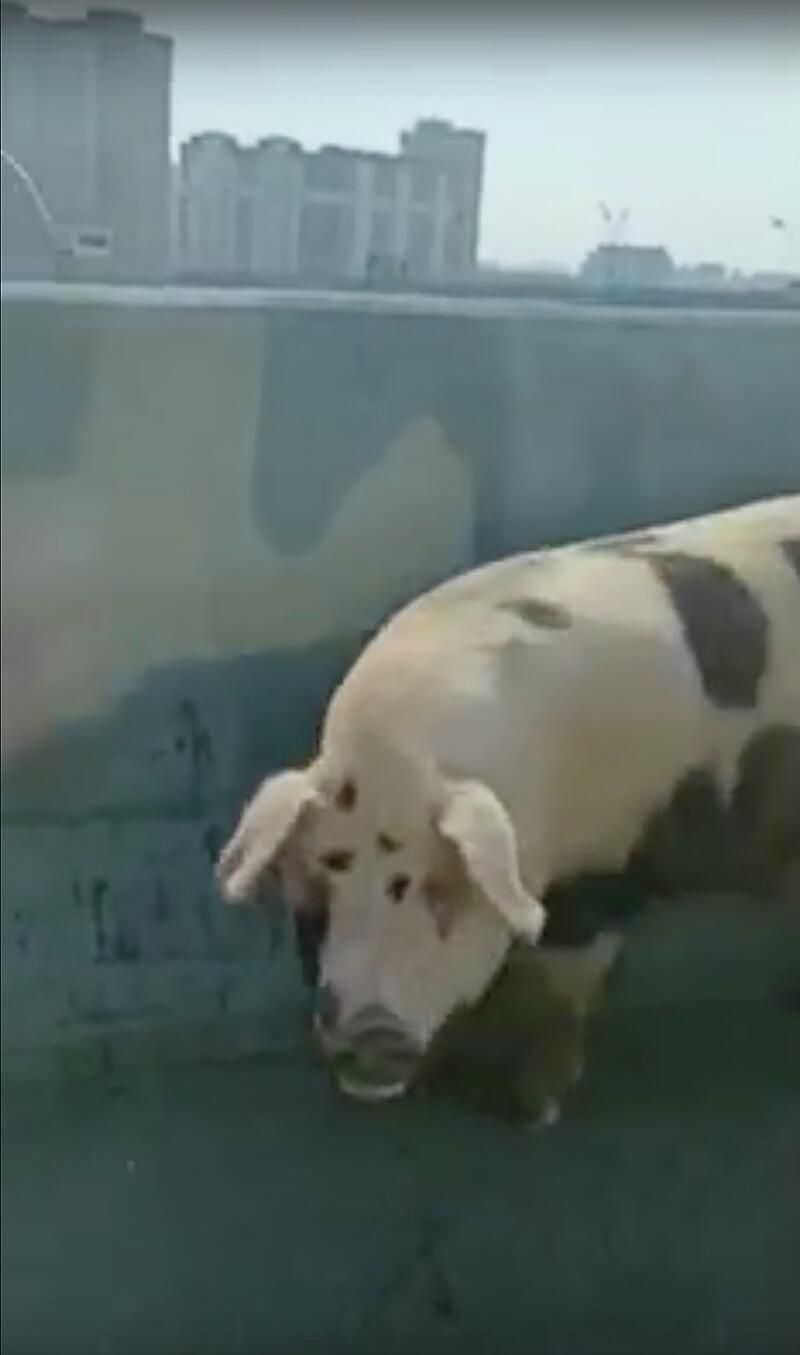 Кадр видео очевидца со свиньей в районе МКАД Кадр видео очевидца со свиньей в районе МКАД - РИА Новости, 1920, 18.08.2022
