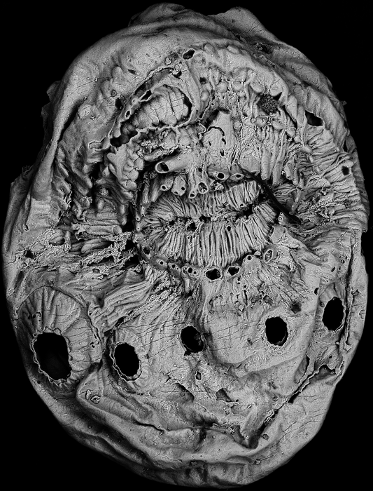 Saccorhytus coronarius Saccorhytus coronarius - РИА Новости, 1920, 26.08.2022