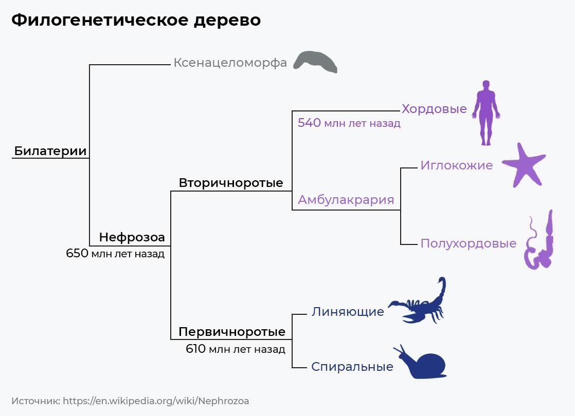 Филогенетическое дерево Филогенетическое дерево - РИА Новости, 1920, 26.08.2022