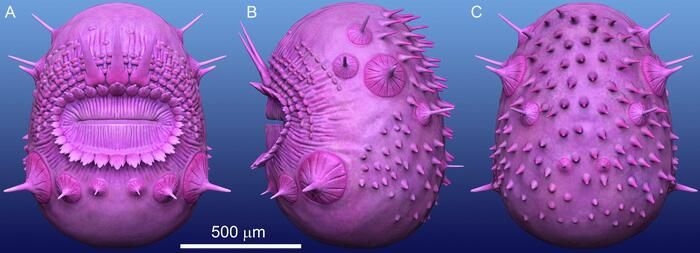 Saccorhytus coronarius Saccorhytus coronarius - РИА Новости, 1920, 26.08.2022