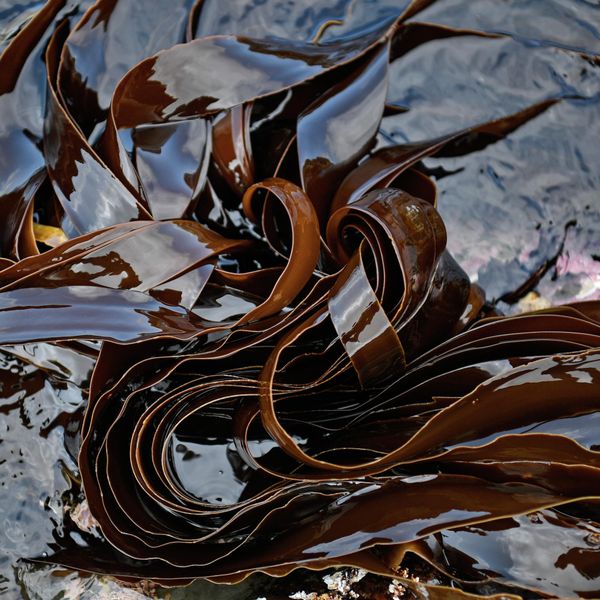 Морские водоросли в Японском море Морские водоросли в Японском море