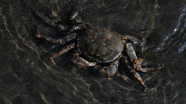 Краб в прибрежных водах бухты Тихой на Сахалине Краб в прибрежных водах бухты Тихой на Сахалине