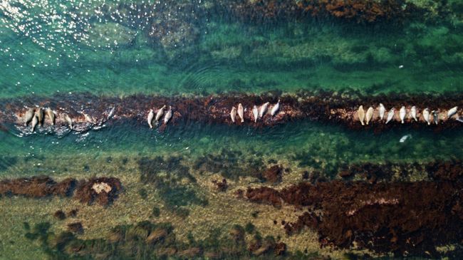 Нерпы и сивучи на побережье Японского моря в Невельске Нерпы и сивучи на побережье Японского моря в Невельске