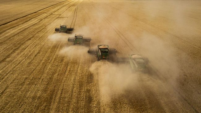 Комбайны во время уборки урожая пшеницы