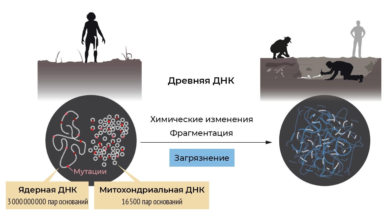 Схема, демонстрирующая сложность выделения древней ДНК для анализа Схема, демонстрирующая сложность выделения древней ДНК для анализа - РИА Новости, 1920, 04.10.2022