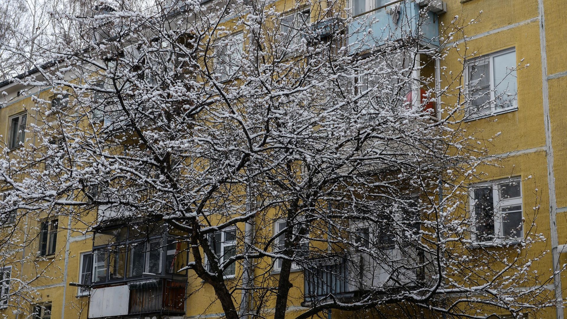 Снег на ветках деревьев Снег на ветках деревьев - РИА Новости, 1920, 08.02.2023