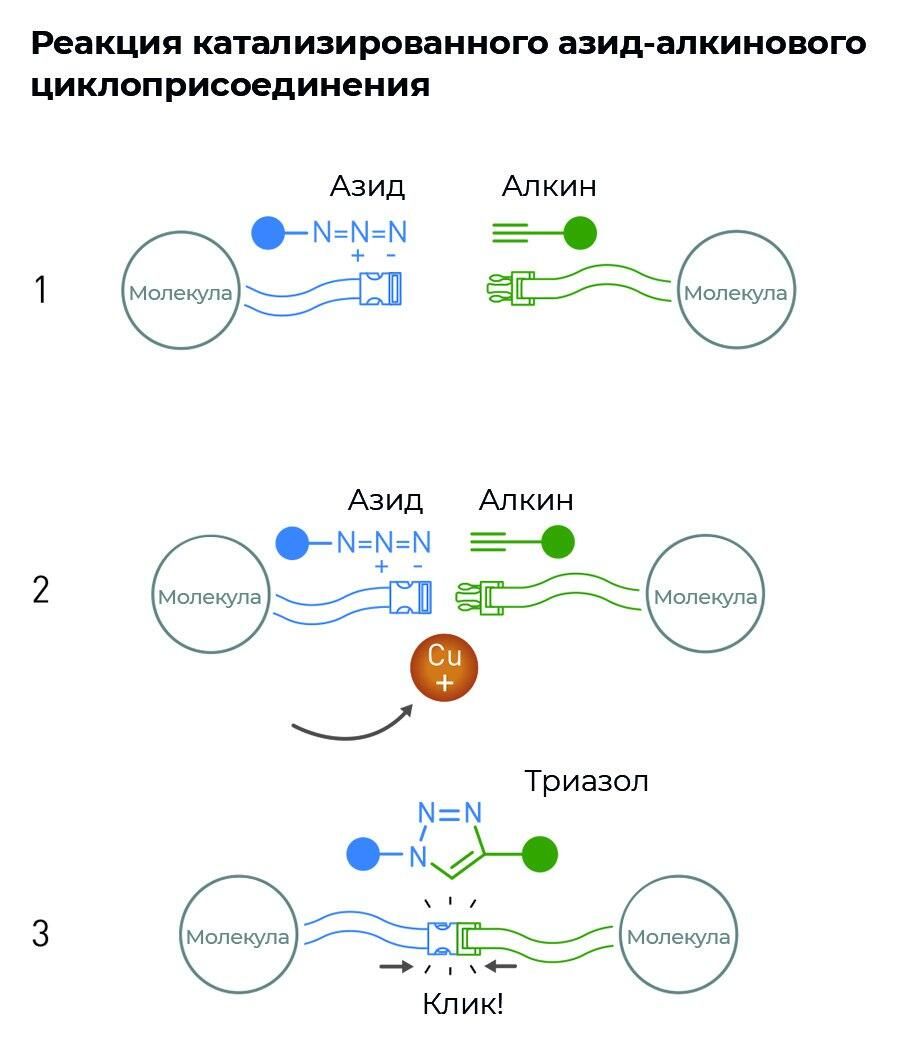 Азид-алкиновое соединение с образованием циклических триазолов протекает по принципу клик-реакции в присутствии ионов меди Азид-алкиновое соединение с образованием циклических триазолов протекает по принципу клик-реакции в присутствии ионов меди - РИА Новости, 1920, 06.10.2022