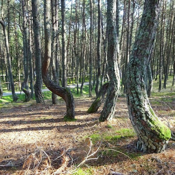 Танцующий лес Танцующий лес
