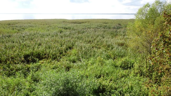Вид со смотровой площадки Королевского бора на Куршский залив и болото Вид со смотровой площадки Королевского бора на Куршский залив и болото