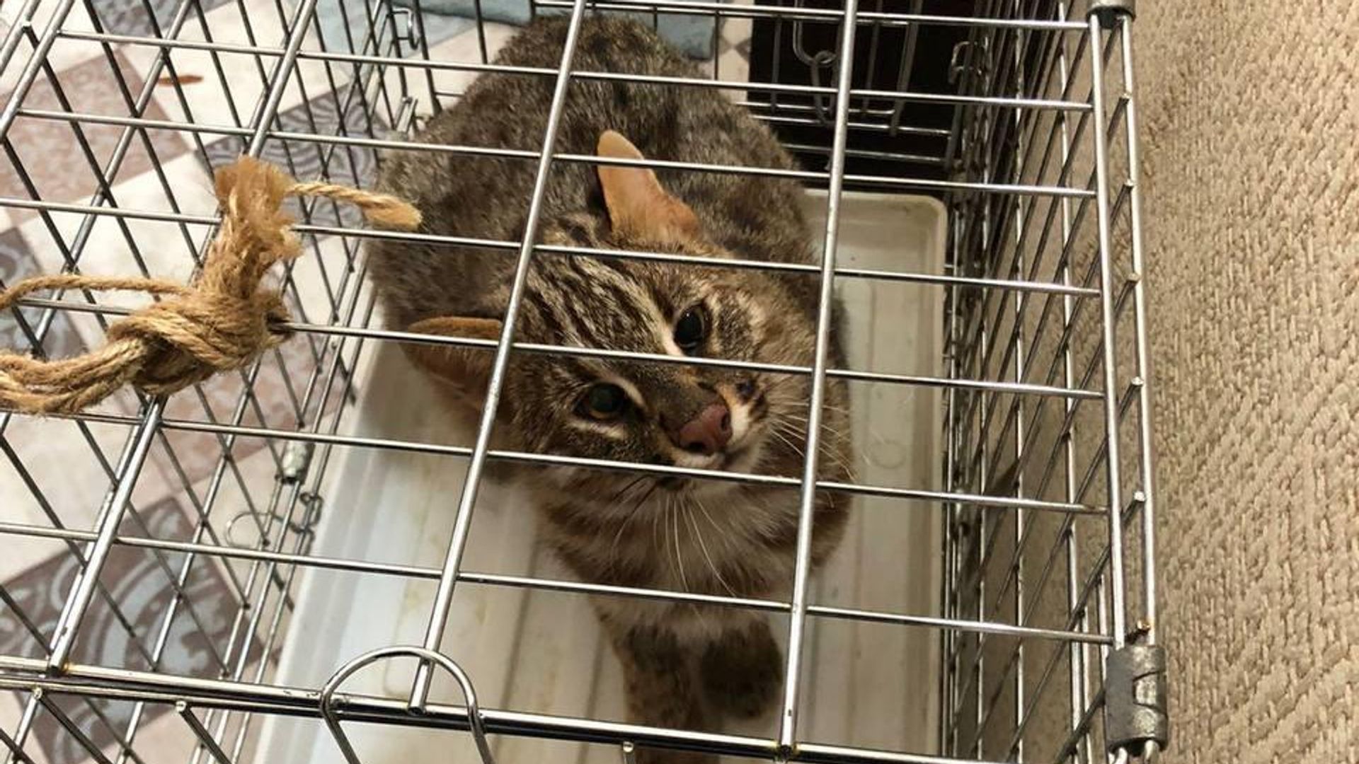 Амурский кот из квартиры на 5-м Войковском проезде в Москве Амурский кот из квартиры на 5-м Войковском проезде в Москве - РИА Новости, 1920, 13.10.2022