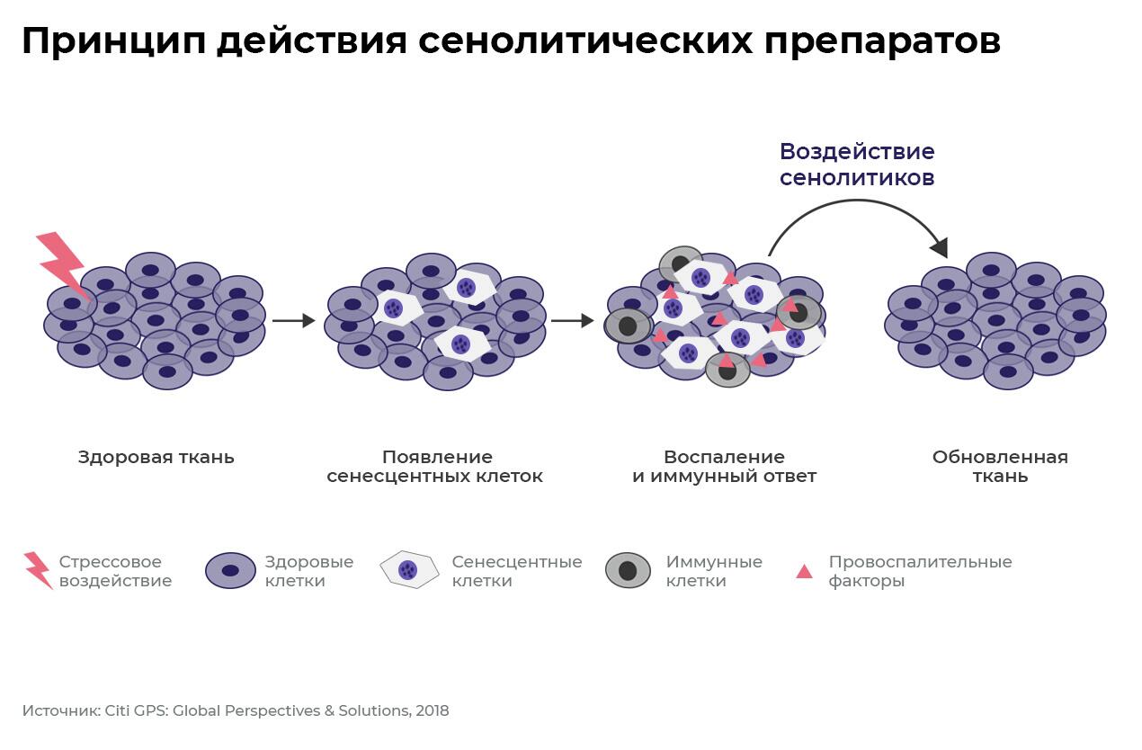 Принцип действия сенолитических препаратов Принцип действия сенолитических препаратов