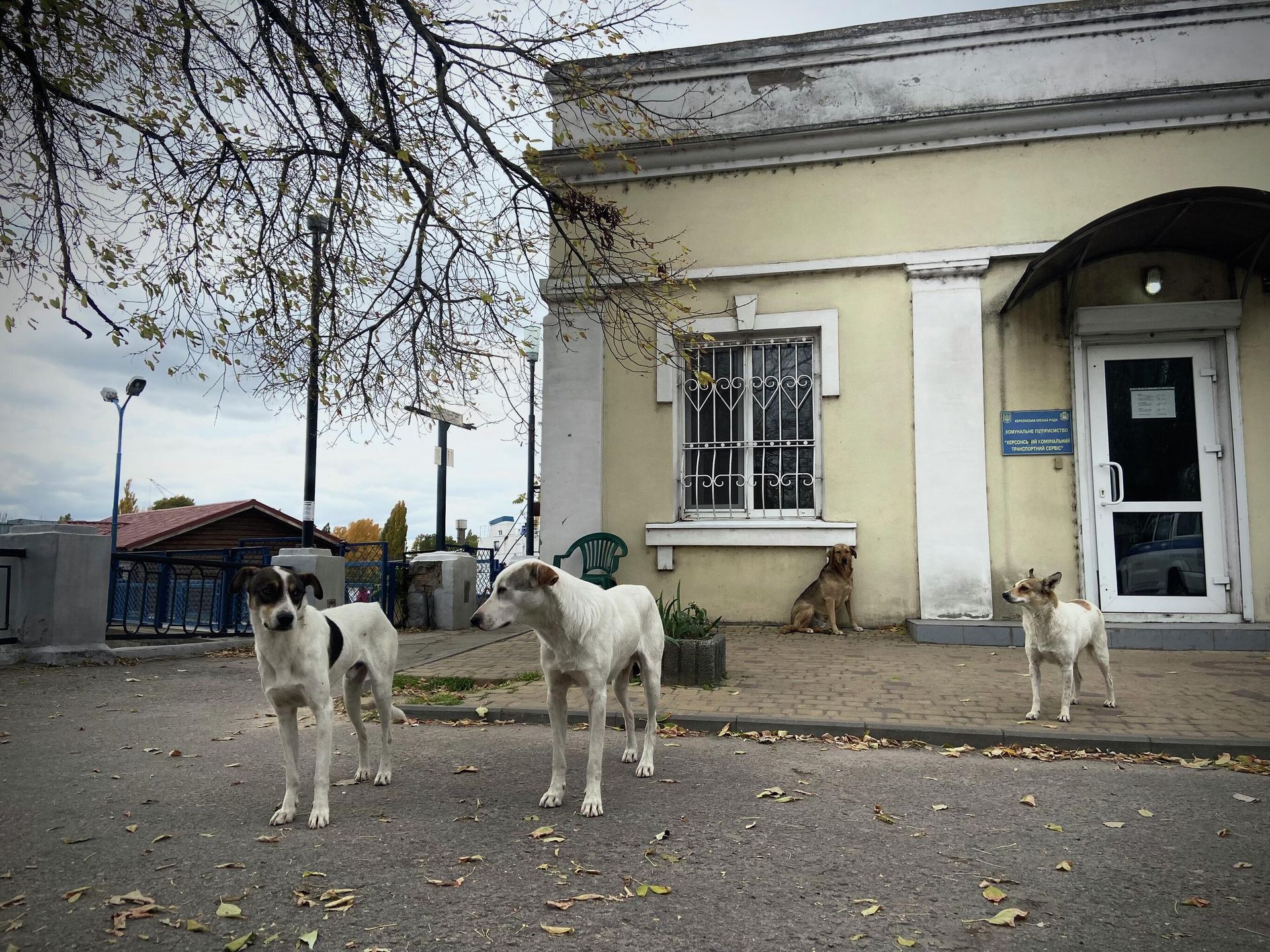 Брошенные собаки