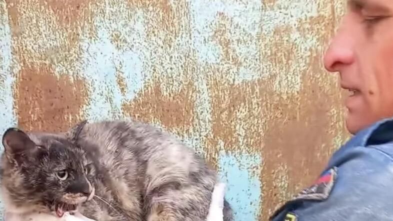 Спасатели в ЕАО вытащили кошку, застрявшую в щели между гаражами Спасатели в ЕАО вытащили кошку, застрявшую в щели между гаражами - РИА Новости, 1920, 25.10.2022