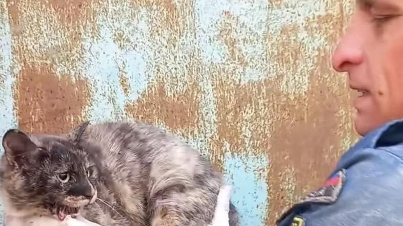 Спасатели в ЕАО вытащили кошку, застрявшую в щели между гаражами Спасатели в ЕАО вытащили кошку, застрявшую в щели между гаражами - РИА Новости, 1920, 25.10.2022