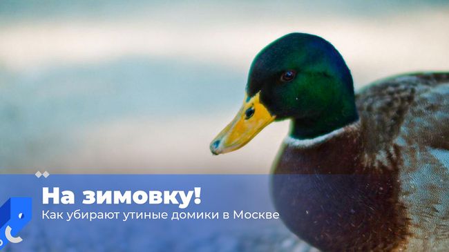 На зимовку! Как убирают утиные домики в Москве