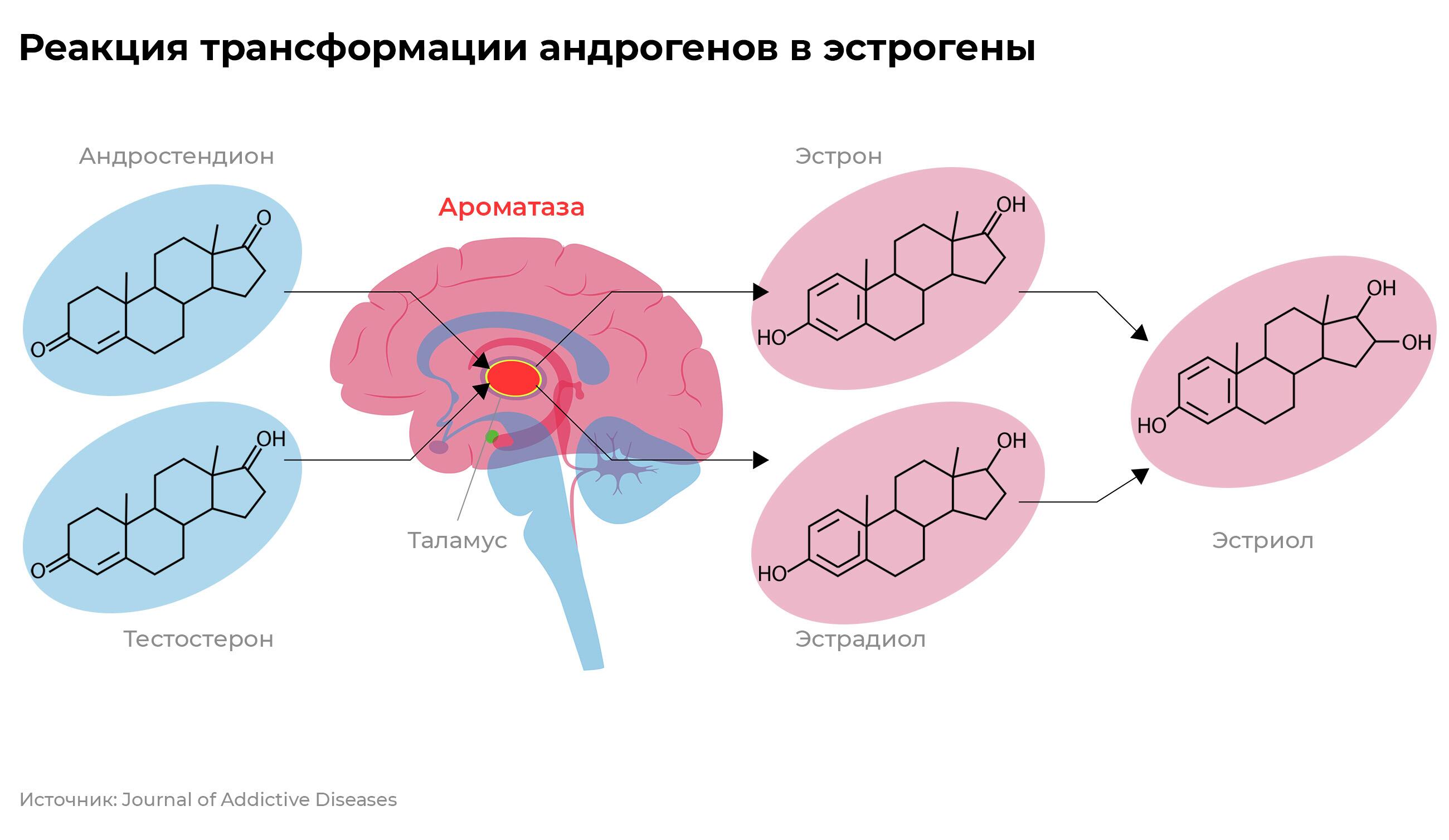 Под воздействием фермента ароматазы (эстрогенсинтазы), вырабатываемой таламусом, мужские половые гормоны андростендион и тестостерон переходят в женские — эстрадиол и эстрон